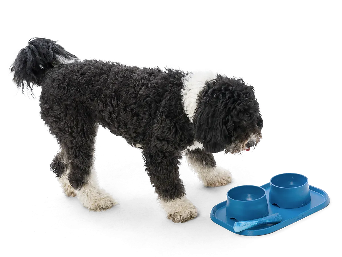 Dog Food and Drink Non-slip Eco Sustainable Bowl: Seaflex Marine