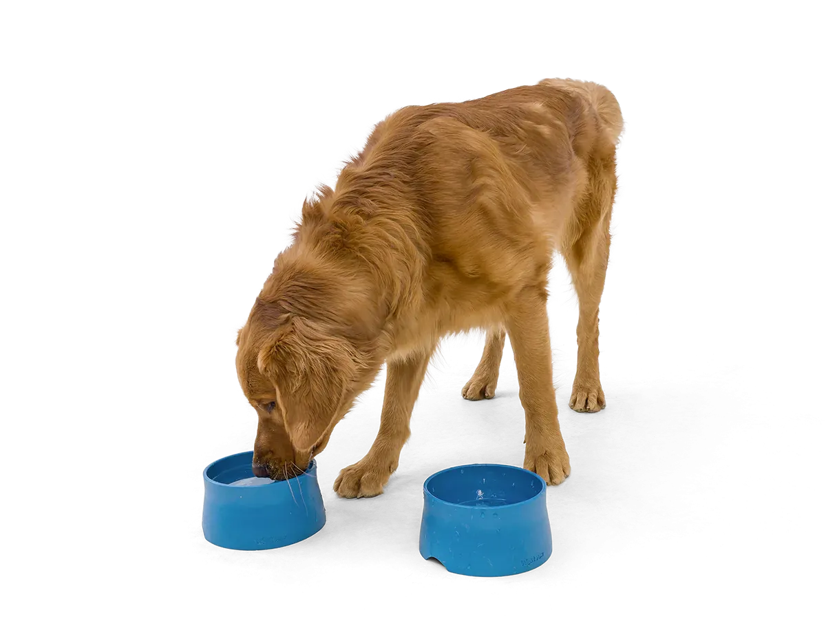 Dog Food and Drink Non-slip Eco Sustainable Bowl: Seaflex Marine